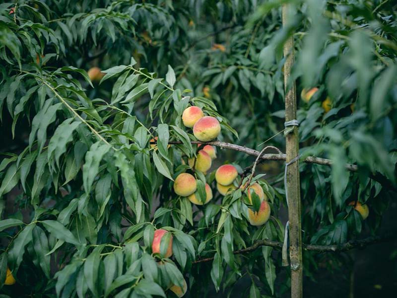 桃树种植如何进行测土配肥