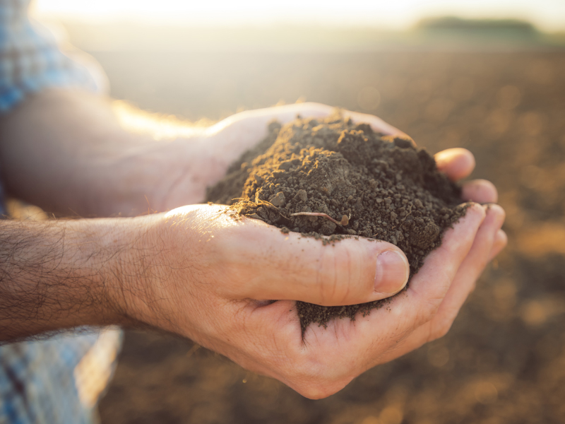 土壤中的氮磷钾对植物生长有多重要