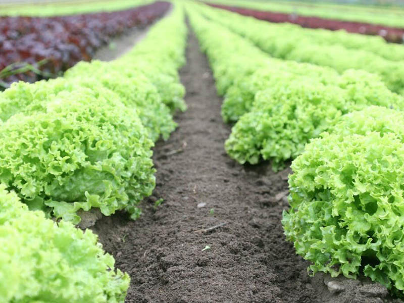 为什么冬季是土壤检测的最佳时机