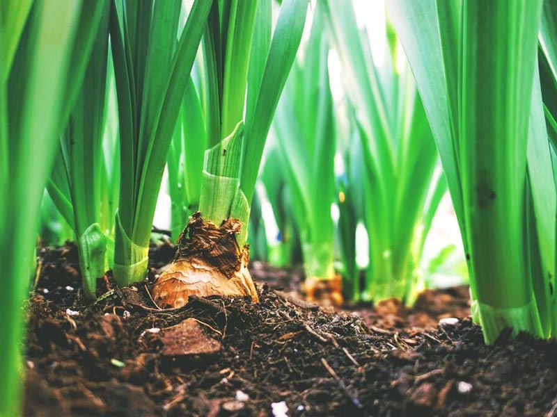 为什么要测土壤水分