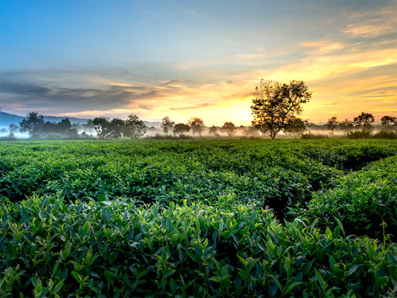 土壤微量元素检测仪使用注意事项