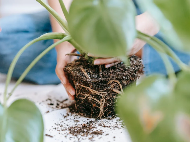 土壤八大项检测包括什么