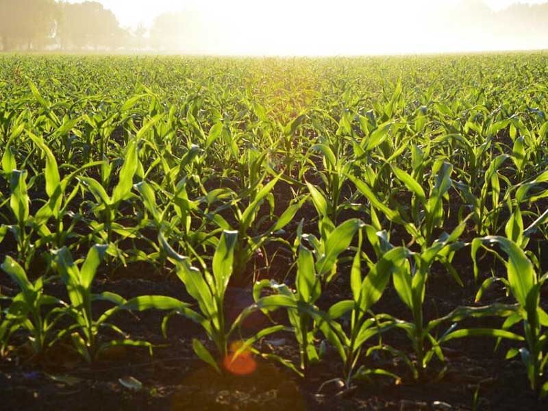 土壤重金属污染的内涵