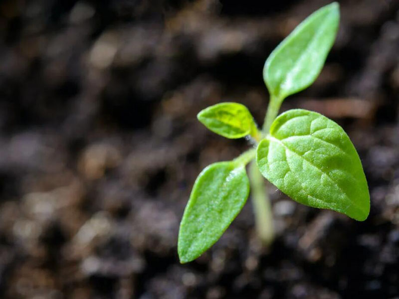 土壤常见重金属污染指标有哪些