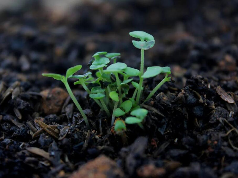 土壤五参数测定仪操作步骤