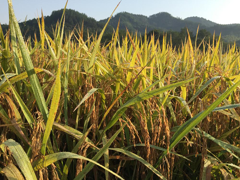 多参数土壤养分检测仪