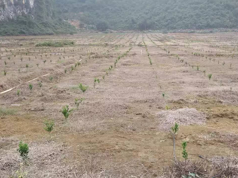 土壤水分检测仪促进农业发展