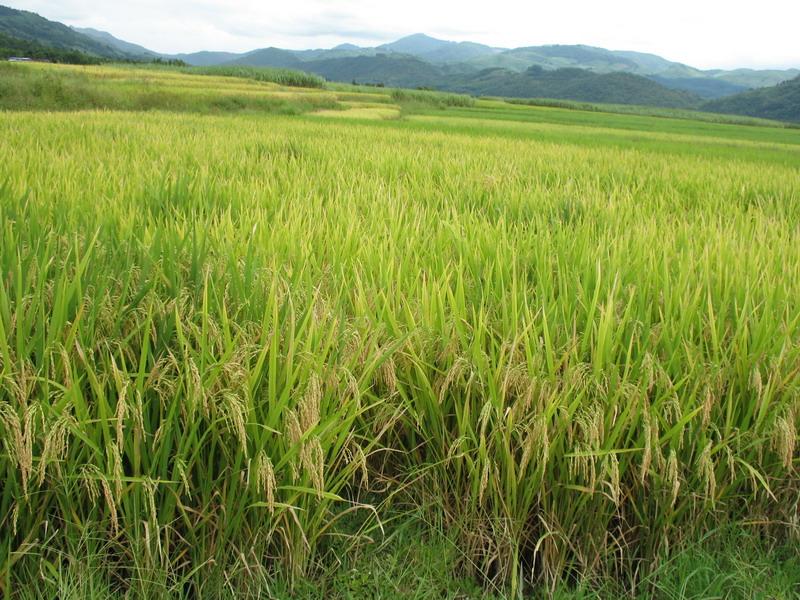 农作物病害检测仪，为农户种植提供便利条件