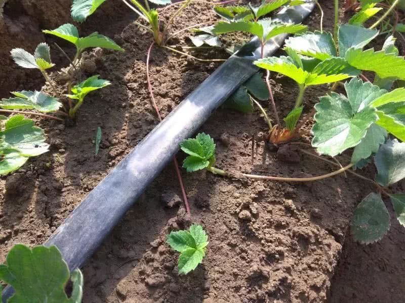 霍尔德土壤水势传感器，是用于灌溉管理的可靠仪器