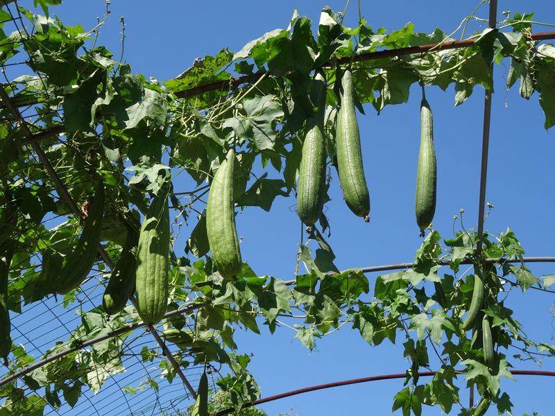夏季种植丝瓜需要注意什么