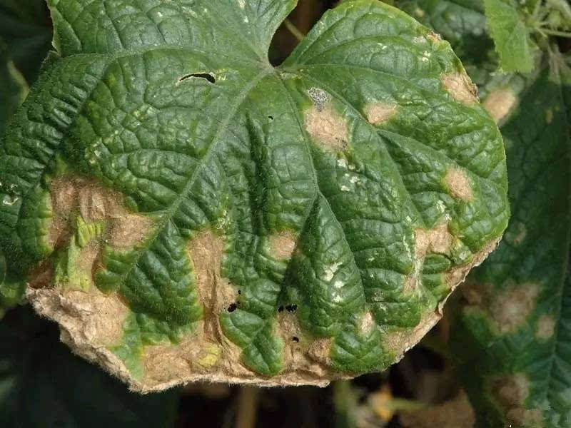 怎么分析确定农作物病害的种类